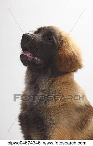 Stock Photograph - Leonberger, puppy, 5 months, sitting, animal portrait, white background. Fotosearch