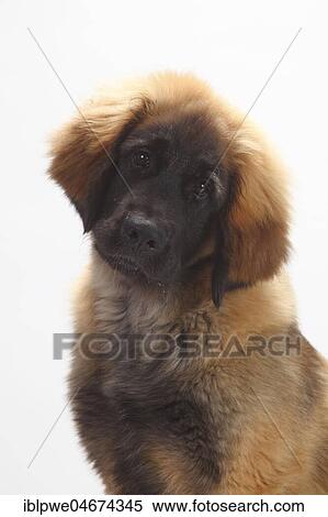 Leonberger, puppy, 5 months, sitting, animal portrait, white background View Large Photo Image Stock Photography - Leonberger, puppy, 5 months, sitting, animal portrait, white background. Fotosearch