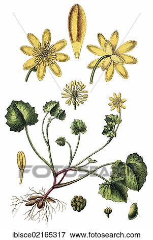 Lesser Celandine (Ficaria verna, Ranunculus ficaria L. ), medicinal plant, useful plant, chromolithograph, circa 1790 View Large Photo Image Stock Photo - Lesser Celandine (Ficaria verna, Ranunculus ficaria L. ), medicinal plant, useful plant, chromolithograph, circa 1790. Fotosearch