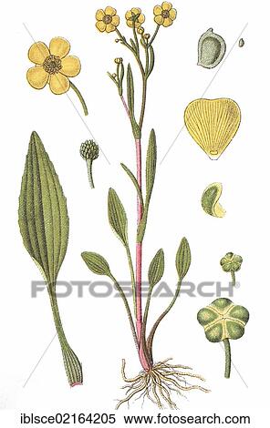 Lesser spearwort (Ranunculus flammula), medicinal plant, crop plant, chromolithography, about 1870 View Large Photo Image Stock Photography - Lesser spearwort (Ranunculus flammula), medicinal plant, crop plant, chromolithography, about 1870. Fotosearch