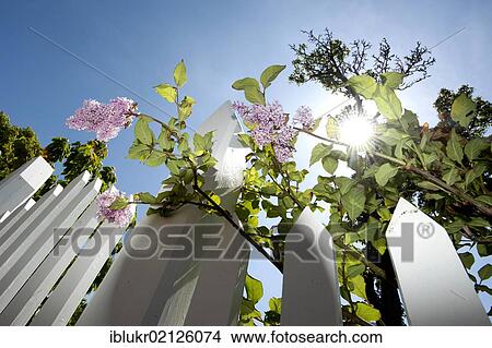 Lilac on a white picket fence before blue sky, Sonderho, Fano island, Denmark, Scandinavia, Europe View Large Photo Image Picture - Lilac on a white picket fence before blue sky, Sonderho, Fano island, Denmark, Scandinavia, Europe. Fotosearch