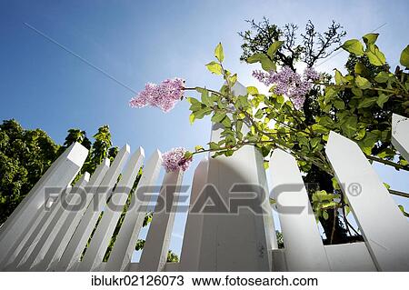 Lilac on a white picket fence before blue sky, Sonderho, Fano island, Denmark, Scandinavia, Europe View Large Photo Image Stock Image - Lilac on a white picket fence before blue sky, Sonderho, Fano island, Denmark, Scandinavia, Europe. Fotosearch