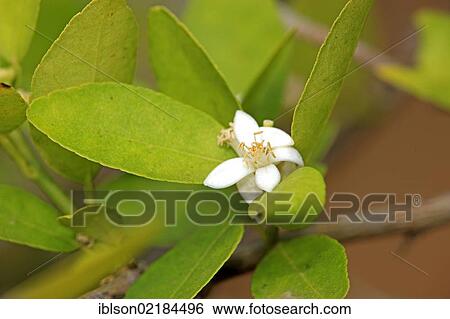 Lime (Citrus latifolia), flowering, Nosy Be, Madagascar, Africa View Large Photo Image Stock Photograph - Lime (Citrus latifolia), flowering, Nosy Be, Madagascar, Africa. Fotosearch