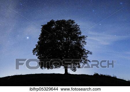 Lime tree under starry sky, Zurich Oberland, Switzerland, Europe View Large Photo Image Picture - Lime tree under starry sky, Zurich Oberland, Switzerland, Europe. Fotosearch