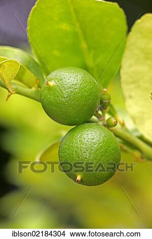 Limes (Citrus latifolia), fruit, Nosy Be, Madagascar, Africa View Large Photo Image Picture - Limes (Citrus latifolia), fruit, Nosy Be, Madagascar, Africa. Fotosearch