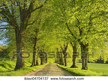 Stock Photo - Linden tree avenue in spring, fresh green, old cobblestone pavement, near Lohme, Island of Rügen, Mecklenburg-Western Pomerania, Germany, Europe. Fotosearch