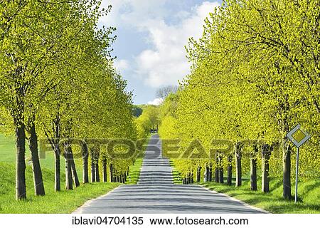 Stock Photography - Linden tree avenue in spring, fresh green, near Lohme, Island of Rügen, Mecklenburg-Western Pomerania, Germany, Europe. Fotosearch