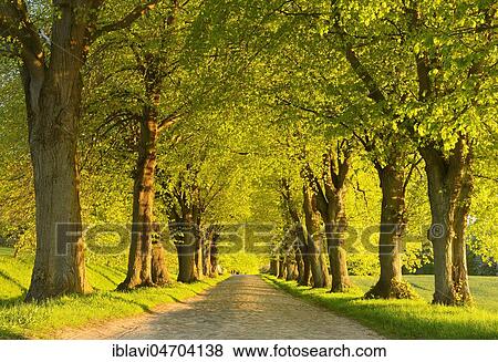 Linden tree avenue in the evening light, old cobblestone pavement, near Lohme, Rügen Island, Mecklenburg-Western Pomerania, Germany, Europe View Large Photo Image Stock Photo - Linden tree avenue in the evening light, old cobblestone pavement, near Lohme, Rügen Island, Mecklenburg-Western Pomerania, Germany, Europe. Fotosearch