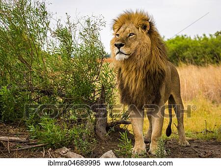 Lion (Panthera leo) male standing next to bush looking attentively, Okavango Delta, Botswana, Africa *** IMPORTANT: Restricted for puzzles, worldwide, May 2018 - May 2021 *** View Large Photo Image Stock Photography - Lion (Panthera leo) male standing next to bush looking attentively, Okavango Delta, Botswana, Africa *** IMPORTANT: Restricted for puzzles, worldwide, May 2018 - May 2021 ***. Fotosearch