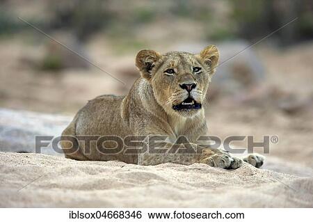 Lioness (Panthera leo), adult female, attentive, scenting, watching, sits in dry riverbed, Sabi Sand Game Reserve, Kruger National Park, South Africa, Africa View Large Photo Image Stock Photograph - Lioness (Panthera leo), adult female, attentive, scenting, watching, sits in dry riverbed, Sabi Sand Game Reserve, Kruger National Park, South Africa, Africa. Fotosearch