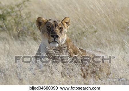 Lioness (Panthera leo) lying in the tall grass, alert, Etosha National Park, Namibia, Africa View Large Photo Image Stock Image - Lioness (Panthera leo) lying in the tall grass, alert, Etosha National Park, Namibia, Africa. Fotosearch