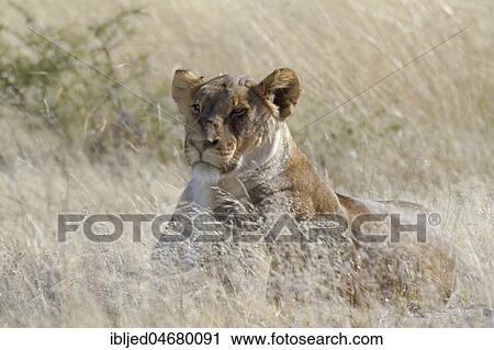 Lioness (Panthera leo) lying in the tall grass, alert, Etosha National Park, Namibia, Africa View Large Photo Image Stock Image - Lioness (Panthera leo) lying in the tall grass, alert, Etosha National Park, Namibia, Africa. Fotosearch