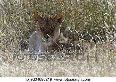 Lioness (Panthera leo) lying in the tall grass, head up, Etosha National Park, Namibia, Africa View Large Photo Image Stock Photo - Lioness (Panthera leo) lying in the tall grass, head up, Etosha National Park, Namibia, Africa. Fotosearch