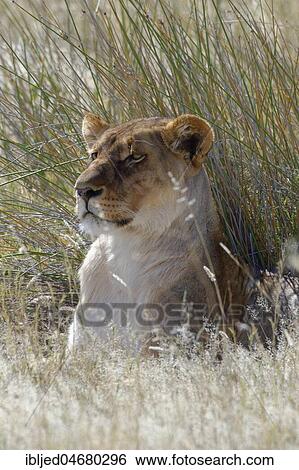 Lioness (Panthera leo) lying in the tall grass, head up, Etosha National Park, Namibia, Africa View Large Photo Image Stock Photograph - Lioness (Panthera leo) lying in the tall grass, head up, Etosha National Park, Namibia, Africa. Fotosearch