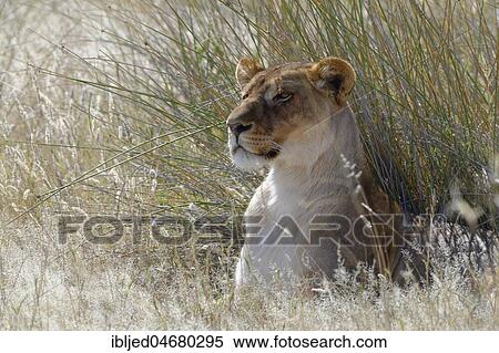 Lioness (Panthera leo) lying in the tall grass, head up, Etosha National Park, Namibia, Africa View Large Photo Image Stock Photography - Lioness (Panthera leo) lying in the tall grass, head up, Etosha National Park, Namibia, Africa. Fotosearch