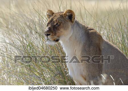 Lioness (Panthera leo) sitting in the tall grass, alert, Etosha National Park, Namibia, Africa View Large Photo Image Stock Image - Lioness (Panthera leo) sitting in the tall grass, alert, Etosha National Park, Namibia, Africa. Fotosearch
