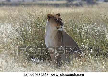 Lioness (Panthera leo) sitting in the tall grass, alert, Etosha National Park, Namibia, Africa View Large Photo Image Stock Image - Lioness (Panthera leo) sitting in the tall grass, alert, Etosha National Park, Namibia, Africa. Fotosearch