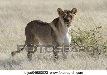 Lioness (Panthera leo) standing in dry grass, alert, Etosha National Park, Namibia, Africa View Large Photo Image Stock Image - Lioness (Panthera leo) standing in dry grass, alert, Etosha National Park, Namibia, Africa. Fotosearch