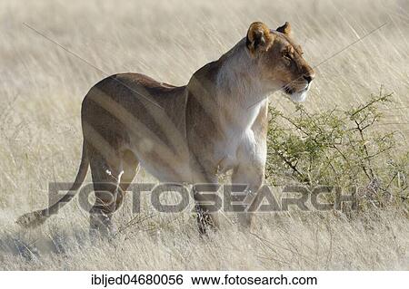 Lioness (Panthera leo) standing in dry grass, alert, watching out, Etosha National Park, Namibia, Africa View Large Photo Image Stock Photograph - Lioness (Panthera leo) standing in dry grass, alert, watching out, Etosha National Park, Namibia, Africa. Fotosearch