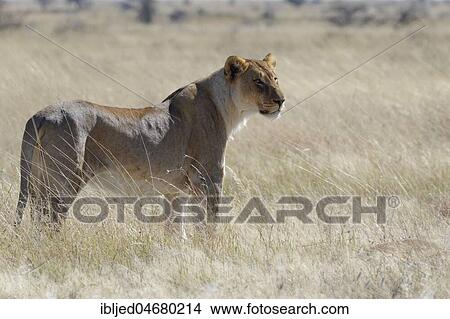 Lioness (Panthera leo) standing in tall grass, alert, watching out, Etosha National Park, Namibia, Africa View Large Photo Image Picture - Lioness (Panthera leo) standing in tall grass, alert, watching out, Etosha National Park, Namibia, Africa. Fotosearch