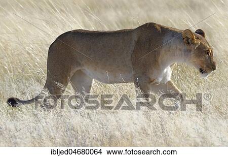Lioness (Panthera leo) walking in the dry grass, Etosha National Park, Namibia, Africa View Large Photo Image Picture - Lioness (Panthera leo) walking in the dry grass, Etosha National Park, Namibia, Africa. Fotosearch