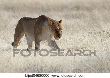 Lioness (Panthera leo) walking in the dry grass, alert, Etosha National Park, Namibia, Africa View Large Photo Image Stock Image - Lioness (Panthera leo) walking in the dry grass, alert, Etosha National Park, Namibia, Africa. Fotosearch