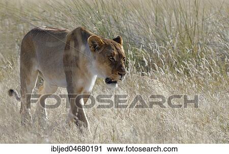 Lioness (Panthera leo) walking in the tall grass, alert, Etosha National Park, Namibia, Africa View Large Photo Image Stock Image - Lioness (Panthera leo) walking in the tall grass, alert, Etosha National Park, Namibia, Africa. Fotosearch
