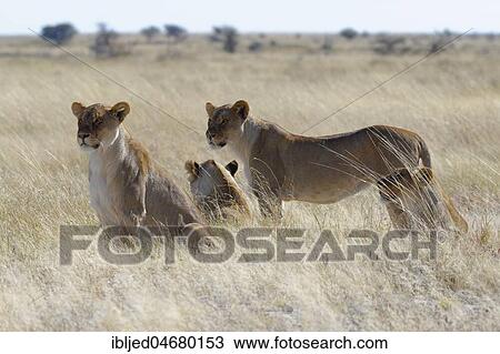 Lionesses (Panthera leo) in the dry grass, looking round, alert, Etosha National Park, Namibia, Africa View Large Photo Image Stock Image - Lionesses (Panthera leo) in the dry grass, looking round, alert, Etosha National Park, Namibia, Africa. Fotosearch