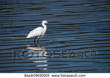 Stock Photography - Little egret (Egretta garzetta) stands in shallow water, South Africa, Africa. Fotosearch