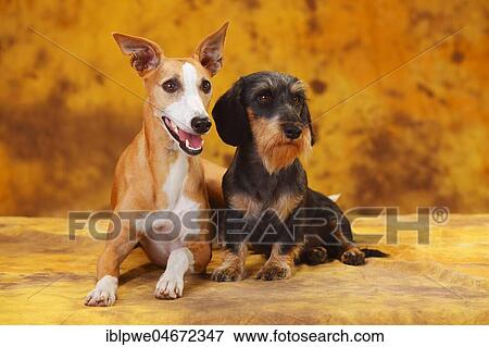 Little Grey-haired Dachshund and Whippet sitting next to each other View Large Photo Image Stock Photo - Little Grey-haired Dachshund and Whippet sitting next to each other. Fotosearch
