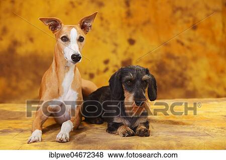 Little Grey-haired Dachshund and Whippet sitting next to each other View Large Photo Image Stock Photo - Little Grey-haired Dachshund and Whippet sitting next to each other. Fotosearch