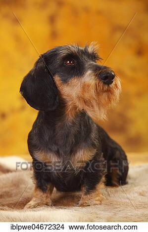 Little Grey-haired Dachshund, male, sitting, animal portrait View Large Photo Image Picture - Little Grey-haired Dachshund, male, sitting, animal portrait. Fotosearch