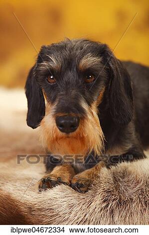Little Grey-haired Dachshund, male, lying, animal portrait View Large Photo Image Picture - Little Grey-haired Dachshund, male, lying, animal portrait. Fotosearch