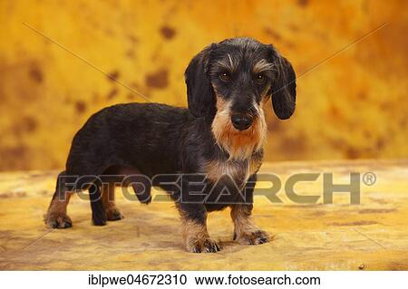 Little Grey-haired Dachshund, male, standing View Large Photo Image Stock Image - Little Grey-haired Dachshund, male, standing. Fotosearch