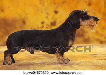Little Grey-haired Dachshund, male, standing, side view View Large Photo Image Stock Image - Little Grey-haired Dachshund, male, standing, side view. Fotosearch