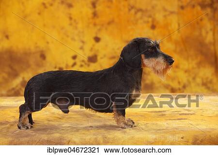 Little Grey-haired Dachshund, male, standing, side view View Large Photo Image Stock Image - Little Grey-haired Dachshund, male, standing, side view. Fotosearch