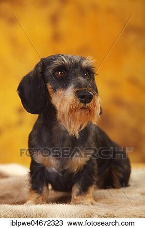 Little Grey-haired Dachshund, male, sitting, animal portrait View Large Photo Image Stock Image - Little Grey-haired Dachshund, male, sitting, animal portrait. Fotosearch