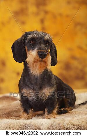 Little Grey-haired Dachshund, male, sitting, animal portrait View Large Photo Image Stock Image - Little Grey-haired Dachshund, male, sitting, animal portrait. Fotosearch