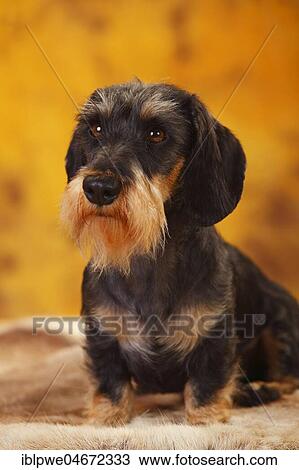 Little Grey-haired Dachshund, male, sitting, animal portrait View Large Photo Image Stock Image - Little Grey-haired Dachshund, male, sitting, animal portrait. Fotosearch