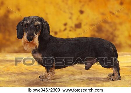 Little Grey-haired Dachshund, male, standing, side view View Large Photo Image Stock Photo - Little Grey-haired Dachshund, male, standing, side view. Fotosearch