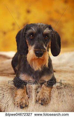 Little Grey-haired Dachshund, male, lying, animal portrait View Large Photo Image Stock Photo - Little Grey-haired Dachshund, male, lying, animal portrait. Fotosearch