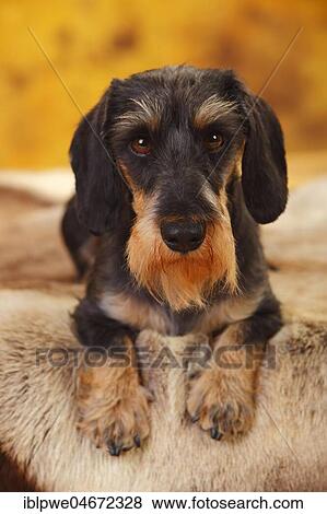 Stock Photo - Little Grey-haired Dachshund, male, lying, animal portrait. Fotosearch