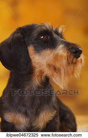 Little Grey-haired Dachshund, male, animal portrait View Large Photo Image Stock Photography - Little Grey-haired Dachshund, male, animal portrait. Fotosearch