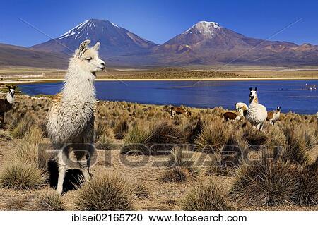 Llamas (Llama) and a lagoon in front of Parinacotta and Pinarappe volcanoes, Sajama National Park, La Paz, Bolivia, South America View Large Photo Image Stock Image - Llamas (Llama) and a lagoon in front of Parinacotta and Pinarappe volcanoes, Sajama National Park, La Paz, Bolivia, South America. Fotosearch