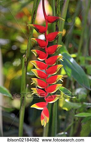 Lobster Claw (Heliconia rostrata), flowering, Nosy Be, Madagascar, Africa View Large Photo Image Stock Image - Lobster Claw (Heliconia rostrata), flowering, Nosy Be, Madagascar, Africa. Fotosearch