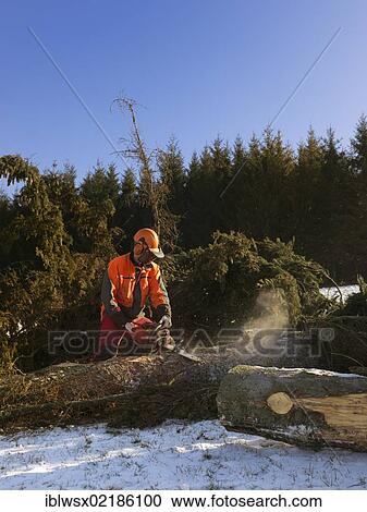 Stock Image - Logging, felled wood being processed into lumber, Freiamt, Black Forest, Baden-Wuerttemberg, Germany, Europe, PublicGround, Europe. Fotosearch