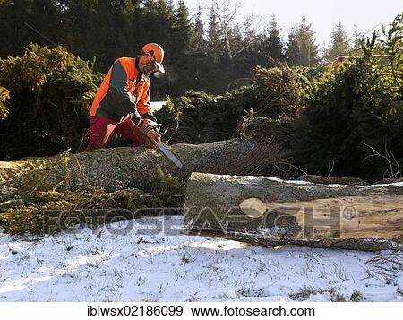 Logging, felled wood being processed into lumber, Freiamt, Black Forest, Baden-Wuerttemberg, Germany, Europe, PublicGround, Europe View Large Photo Image Stock Photo - Logging, felled wood being processed into lumber, Freiamt, Black Forest, Baden-Wuerttemberg, Germany, Europe, PublicGround, Europe. Fotosearch