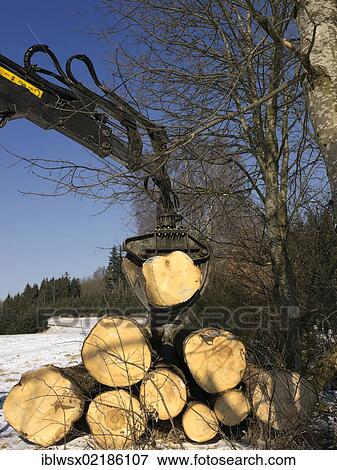 Logging, felled wood being processed into lumber, Freiamt, Black Forest, Baden-Wuerttemberg, Germany, Europe, PublicGround, Europe View Large Photo Image Stock Photo - Logging, felled wood being processed into lumber, Freiamt, Black Forest, Baden-Wuerttemberg, Germany, Europe, PublicGround, Europe. Fotosearch