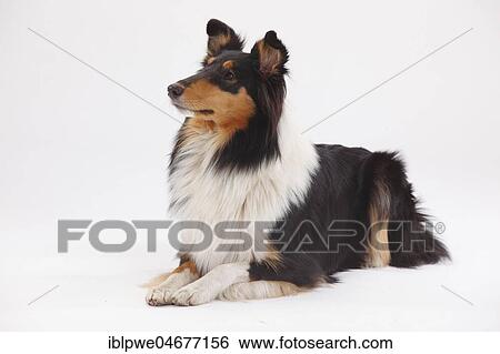 Longhair collie, bitch, black-tri, lying View Large Photo Image Stock Photograph - Longhair collie, bitch, black-tri, lying. Fotosearch