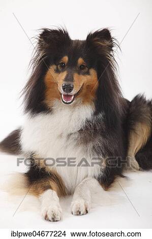 Longhair collie, bitch, black-tri, animal portrait, lying View Large Photo Image Picture - Longhair collie, bitch, black-tri, animal portrait, lying. Fotosearch